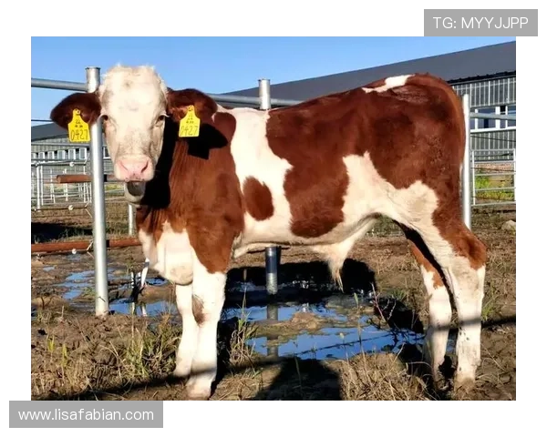 揭秘尊龙凯时首页app中的热门游戏,带你玩转各种刺激好玩的项目